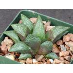 Haworthia fusca (GM 610) 4-inch pots