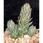 Haworthia glauca var. herrei (fm jacobseniana) 4-inch pots