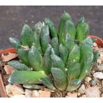 Haworthia heidelbergensis x truncata 4-inch pots