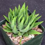 Haworthia kingiana var. kingiana (GM 402) 4-inch pots