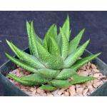 Haworthia kingiana var. kingiana (GM 402) 5-inch pots