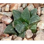 Haworthia cv Korizato 3-inch pots