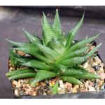 Haworthia limifolia var. limifolia one-gallon pots