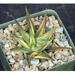Haworthia limifolia (variegated) 4-inch pots