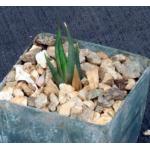 Haworthia longiana 3-inch pots