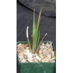Haworthia longiana 4-inch pots