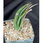 Haworthia longiana 5-inch pots