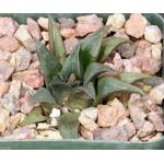 Haworthia magnifica var. atrofusca (GM 392) 4-inch pots