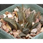 Haworthia magnifica var. atrofusca (GM 392) 4-inch pots