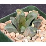 Haworthia magnifica var. dekenahii (GM 327) 4-inch pots