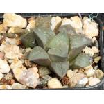 Haworthia cv Me Gusto 2-inch pots