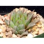 Haworthia mirabilis var. calcarea 4-inch pots
