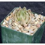 Haworthia monticola var. monticola 4-inch pots