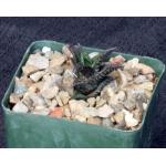 Haworthia nigra var. nigra (Queenstown) 4-inch pots