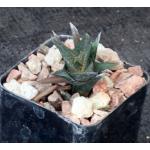 Haworthia nigra var. nigra (Fish River) 2-inch pots