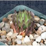 Haworthia pulchella var. globifera (Ladismith, RSA) 4-inch pots
