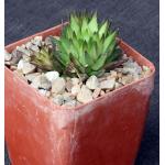 Haworthia pulchella var. globifera (Townsberg) 4-inch pots