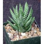 Haworthia pumila 4-inch pots