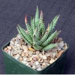 Haworthia pumila 5-inch pots