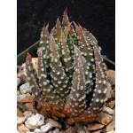 Haworthia pumila cv Little Donut 5-inch pots
