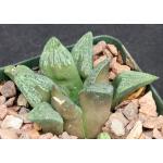 Haworthia pygmaea var. argenteo-maculosa (GM 448) 4-inch pots