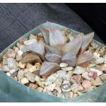 Haworthia pygmaea var. argenteo-maculosa (GM 448) 5-inch pots