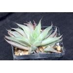 Haworthia retusa cv Gray Ghost 5-inch pots