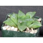 Haworthia retusa (GM 303) 4-inch pots