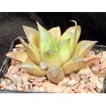 Haworthia retusa (Heidelberg) 5-inch pots