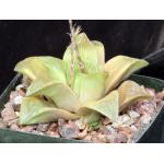 Haworthia retusa fm multilineata (ISI 92-40) 5-inch pots