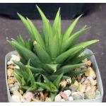 Haworthia ryderiana 4-inch pots