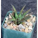 Haworthia scabra var. scabra (Oudtshoorn) 3-inch pots
