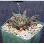 Haworthia schuldtiana var. whitesloaniana 4-inch pots
