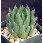 Haworthia specksii (JDV 92-23) 3-inch pots