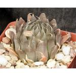 Haworthia specksii (JDV 92-23) 2-inch pots
