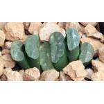 Haworthia truncata var. truncata 2-inch pots