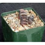 Haworthia truncata var. truncata 4-inch pots