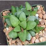 Haworthia turgida var. suberecta (VDV 172) 4-inch pots