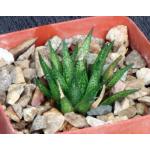 Haworthia variegata var. variegata (MBB 7101) 4-inch pots