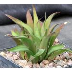 Haworthia venosa var. venosa 5-inch pots