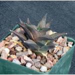 Haworthia venosa var. tessellata (IB 5151)4-inch pots