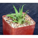 Haworthia venosa var. venosa 4-inch pots