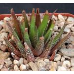 Haworthia fasciata (Port Elizabeth, RSA) 4-inch pots