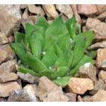 Haworthia mucronata var. mucronata (JDV 92-55) 3-inch pots