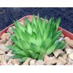 Haworthia pulchella var. globifera (Townsberg) 4-inch pots