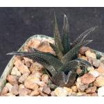 Haworthia floribunda 4-inch pots