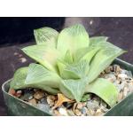 Haworthia retusa fm multilineata (ISI 92-40) 4-inch pots