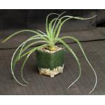 Hechtia michoacana 4-inch pots