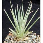 Hechtia montana (200) one-gallon pots