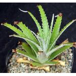 Hechtia pretiosa (094) one-gallon pots